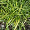 Calamagrostis acutifolia Eldorado Вейник остроцветковый Эльдорадо фото 1 