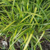 Calamagrostis acutifolia Eldorado Вейник остроцветковый Эльдорадо фото 1 
