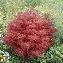 Криптомерия японская Элеганс Виридис