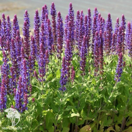 Набор для ароматной грядки шалфей Аметист + Хот Липс + Пинк Бьюти