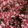 Барбарис Тунберга (Berberis thunbergii) фото 5 