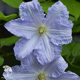 Клематис Блекитни Аниол