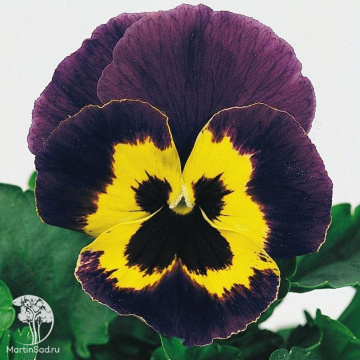 Фото Виола Барон Пурпурный F1 Виттрока  (Анютины глазки) Саката серия Эксклюзив