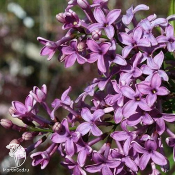 Фото Сирень Персидская