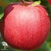 Яблоня обыкновенная Гала на штамбе фото 2 