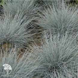 Festuca glauca Eisvogel Фестука (Овсяница) сизая Эйсводжел