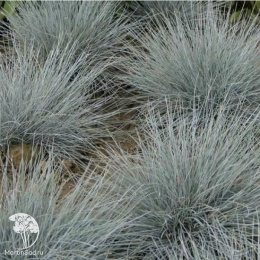 Festuca glauca Eisvogel Фестука (Овсяница) сизая Эйсводжел