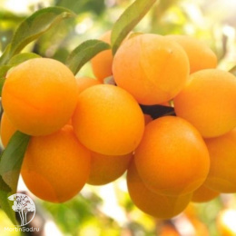 Слива гибрид Подарок Санкт-Петербургу + Красный шар