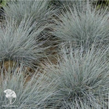 Фото Festuca glauca Eisvogel Фестука (Овсяница) сизая Эйсводжел
