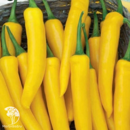 Перец острый Саламандра 