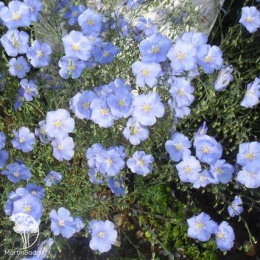 Лён Синий шелк