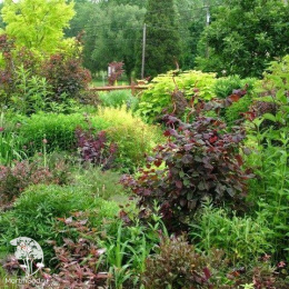 Лещина обыкновенная Литтл Роб