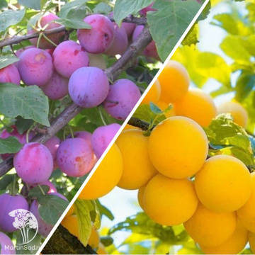 Фото Слива гибрид Волжская красавица со сливой Зареченксая жёлтая