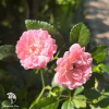 Роза полиантовая Зе Фейри фото 8 