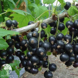 Смородина чёрная Литвиновская