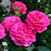 Роза чайно-гибридная Биг Пёрпл фото 1 