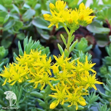 Фото Очиток (седум) отогнутый Блю Форест