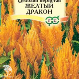 Целозия Желтый дракон перистая