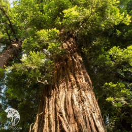 Секвойя вечнозелёная