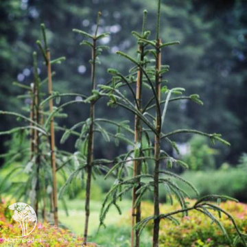 Фото Ель обыкновенная Доктор Бараньски
