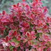 Барбарис Тунберга (Berberis thunbergii) фото 9 