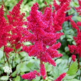 Astilbe arendsii Etna Астильба Арендса Этна