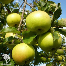 Сверхвыгодный комплект! Яблоня Богатырь + опылитель яблоня Жигулёвское