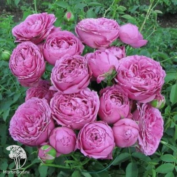 Фото Роза спрей (миниатюрная) Мисти Баблс