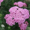 Тысячелистник Литл Сьюзи фото 4 