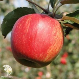 Яблоня Джонаголд на штамбе