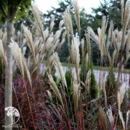 Мискантус китайский Дроннинг Ингрид