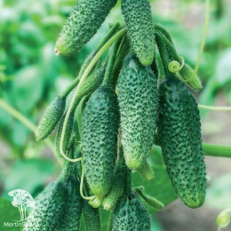 Огурец Бабушкин секрет F1