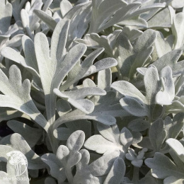 Полынь Стеллера Сильвер Брокад