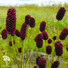 Кровохлёбка лекарственная Танна