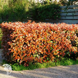 Фотиния Фрезера Ред Робин