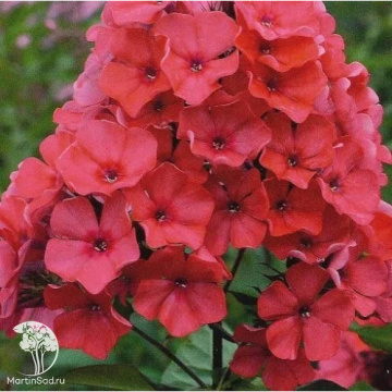 Фото Флокс метельчатый Спитфайер