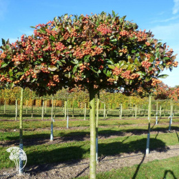 Боярышник Лавалье Карриери