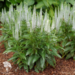 Вероника колосистая Сноу Кэндлс