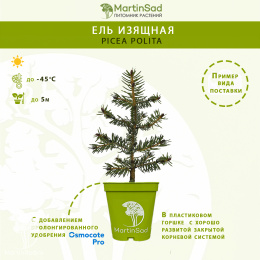 Ель изящная