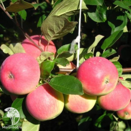 Сверхвыгодный комплект! Яблоня Вишнёвое + опылитель яблоня Антоновка