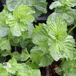 Мята Тимьян