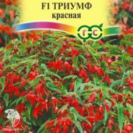 Бегония Триумф красный F1 (боливийская) 