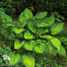 Хоста Брайт Лайтс