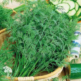 Набор семян Борщ 4 пакета (б\п)