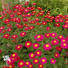 Пиретрум красный Гиганты Робинсона