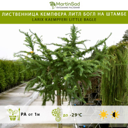 Лиственница Кемпфера Литл Богл на штамбе