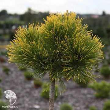 Фото Сосна горная Нана Балканика Ауреа на штамбе