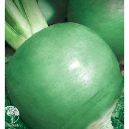 Редька Маргеланская