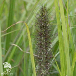 Пеннисетум лисохвостный Нэшнл Арборетум