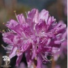 Рододендрон канадский Виолетта фото 1 